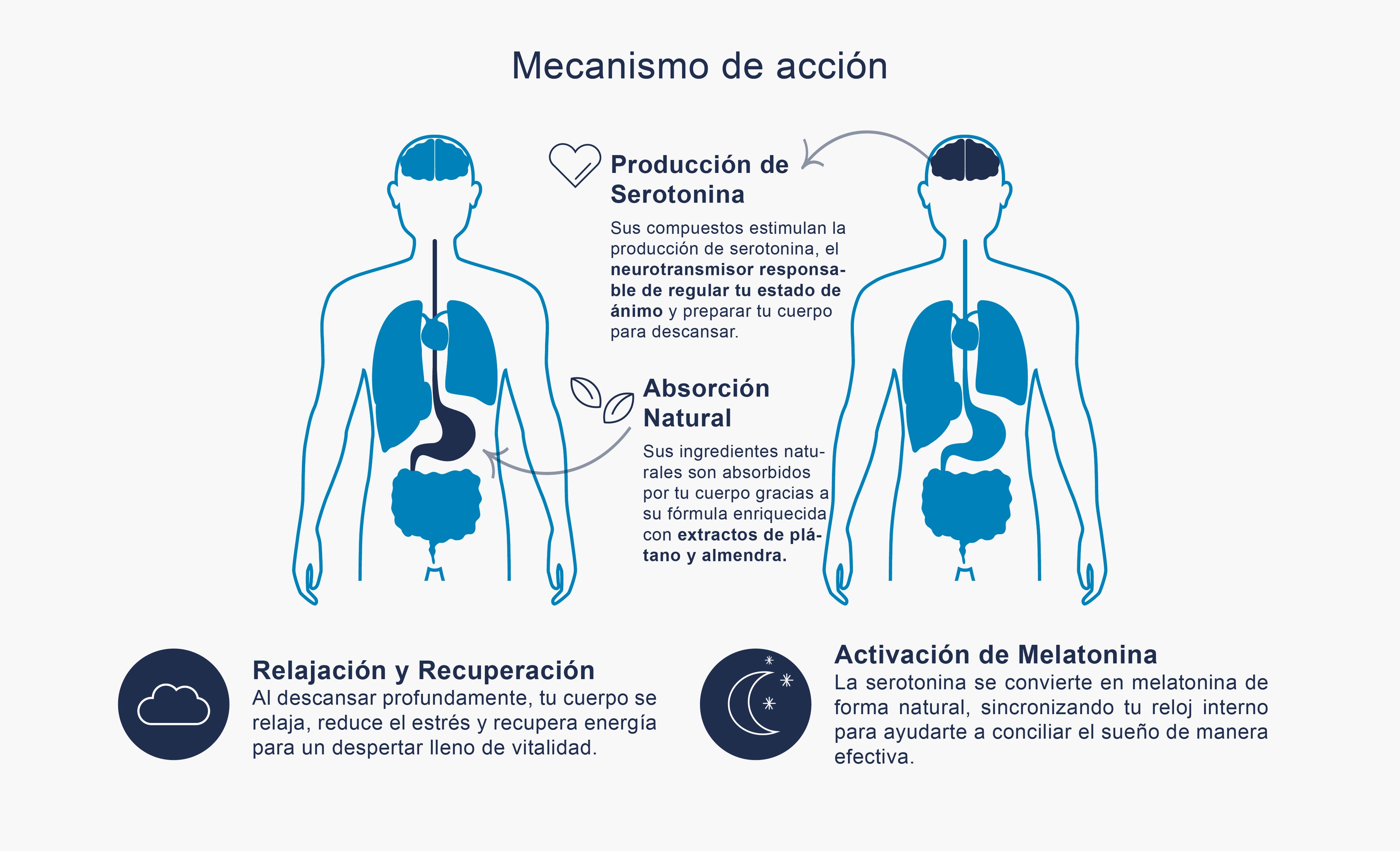 Mecanismo de acción del suplemento natural Deyun Z cómo actúa en el sistema nervioso para inducir un sueño profundo y sin interrupciones